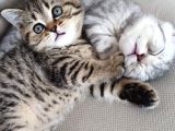 Silver - Golden Tabby 2 Aylıklar