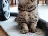 Silver - Golden Tabby 2 Aylıklar