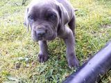 Mavi Gözlü Cane Corso Yavrular Yeni Sahiplerini Arıyor