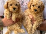 Veteriner Teknikerinden Red Toy Apricot Toy Poodle Yavrularımız