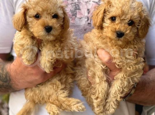Veteriner Teknikerinden Red Toy Apricot Toy Poodle Yavrularımız görsel