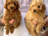 Veteriner Teknikerinden Red Toy Apricot Toy Poodle Yavrularımız