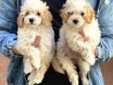 Veteriner Teknikerinden Red Toy Apricot Toy Poodle Yavrularımız