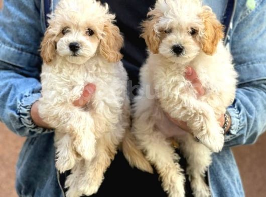 Veteriner Teknikerinden Red Toy Apricot Toy Poodle Yavrularımız