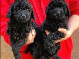 Veteriner teknikerinden Black toy poodle yavrularımız 