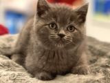 Veteriner Teknikerinden Sevimli British Shorthair Yavrumuz