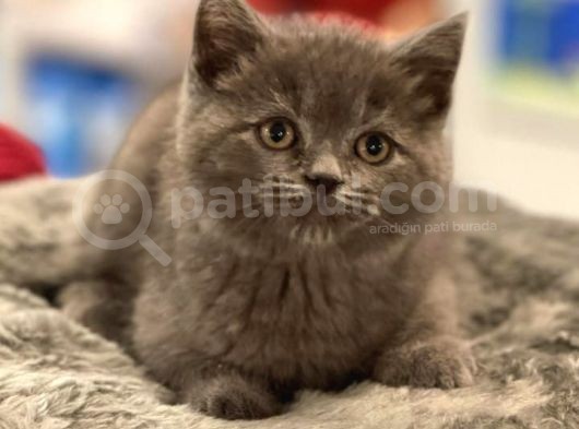 Veteriner Teknikerinden Sevimli British Shorthair Yavrumuz