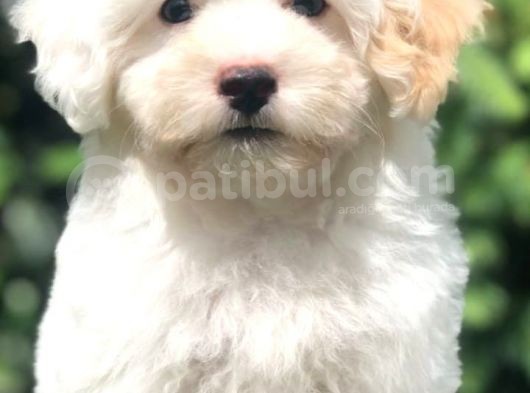 Veteriner Teknikerinden Sevimli Maltipoo Yavrumuz görsel