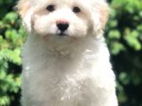 Veteriner Teknikerinden Sevimli Maltipoo Yavrumuz