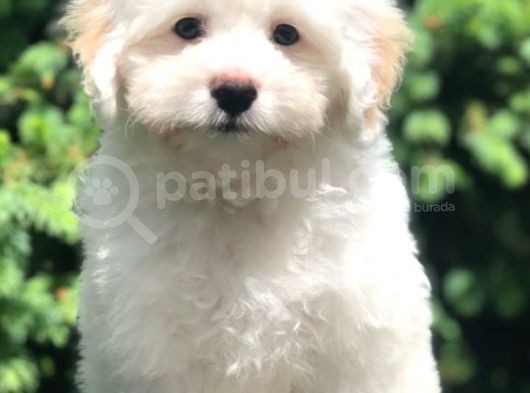 Veteriner Teknikerinden Sevimli Maltipoo Yavrumuz