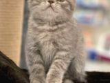 Veteriner Teknikerinden Sevimli British Shorthair Yavrumuz