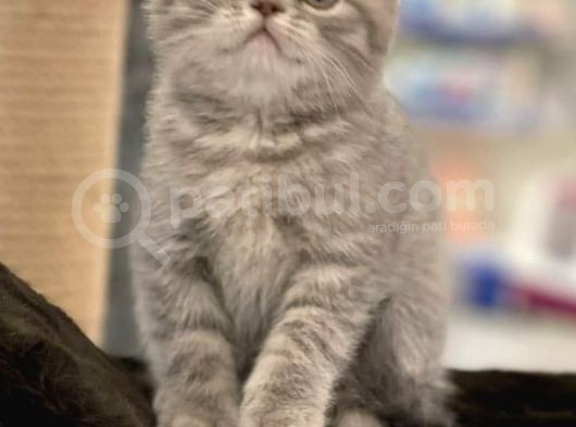 Veteriner Teknikerinden Sevimli British Shorthair Yavrumuz görsel
