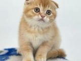 Veteriner Teknikerinden Scottish Fold Yavrumuz