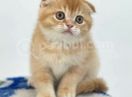 Veteriner Teknikerinden Scottish Fold Yavrumuz görsel