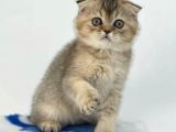 Veteriner Teknikerinden Scottish Fold Yavrumuz