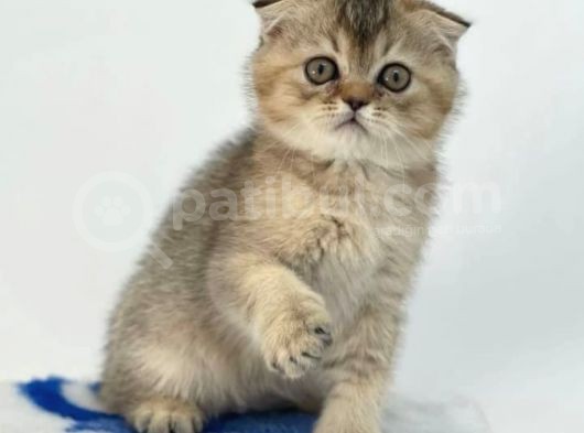 Veteriner Teknikerinden Scottish Fold Yavrumuz