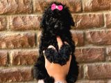 Veteriner Teknikerinden Black Toy Poodle Yavrularımız 