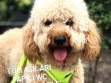 Wc Eğitimli Özel Üretim Poodle