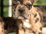 3.5 Aylık Merle French Bulldog Yavrumuz
