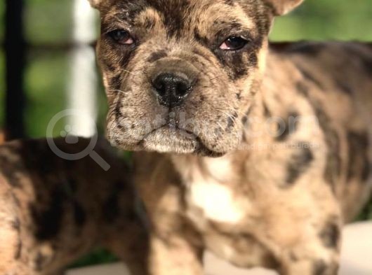 3.5 Aylık Merle French Bulldog Yavrumuz