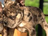 3.5 Aylık Merle French Bulldog Yavrumuz