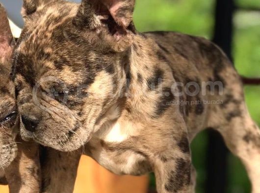 3.5 Aylık Merle French Bulldog Yavrumuz görsel