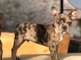 3.5 Aylık Merle French Bulldog Yavrumuz