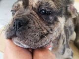 3.5 Aylık Merle French Bulldog Yavrumuz