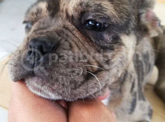 3.5 Aylık Merle French Bulldog Yavrumuz görsel