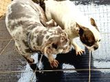 3.5 Aylık Merle French Bulldog Yavrumuz