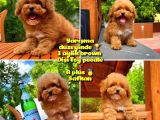 Orijinal Renk Safkan Red Brown Toy Poodle Kızımız Nutella