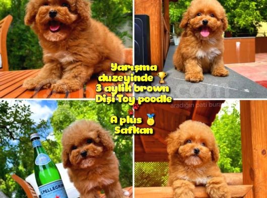 Orijinal Renk Safkan Red Brown Toy Poodle Kızımız Nutella