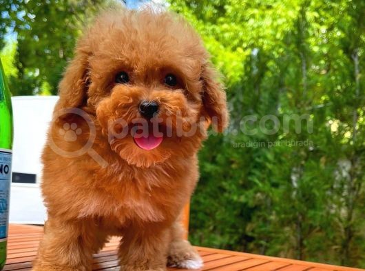 Orijinal Renk Safkan Red Brown Toy Poodle Kızımız Nutella görsel