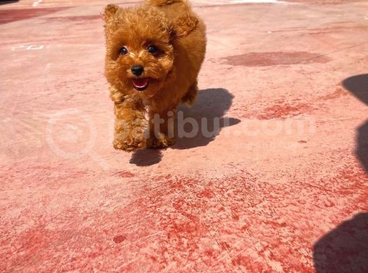 Orijinal Renk Safkan Red Brown Toy Poodle Kızımız Nutella görsel