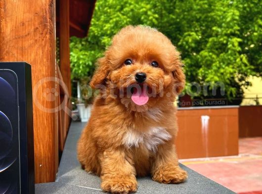 Orijinal Renk Safkan Red Brown Toy Poodle Kızımız Nutella görsel