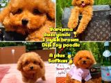 Orijinal Renk Safkan Red Brown Toy Poodle Kızımız Krema