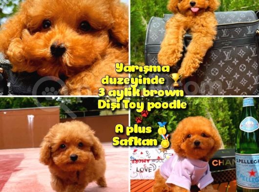 Orijinal Renk Safkan Red Brown Toy Poodle Kızımız Krema