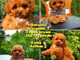 Orijinal Renk Safkan Red Brown Toy Poodle Kızımız Krema