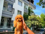 Orijinal Renk Safkan Red Brown Toy Poodle Kızımız Krema