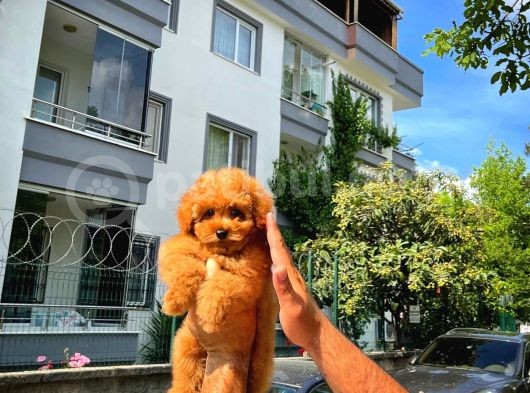 Orijinal Renk Safkan Red Brown Toy Poodle Kızımız Krema görsel