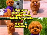 Orijinal Renk Safkan Red Brown Toy Poodle Kızımız Krema