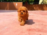 Orijinal Renk Safkan Red Brown Toy Poodle Kızımız Krema
