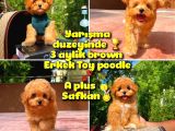 Orijinal Renk Safkan Red Brown Toy Poodle Oğlumuz Kakao