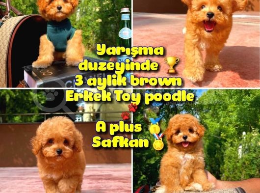 Orijinal Renk Safkan Red Brown Toy Poodle Oğlumuz Kakao