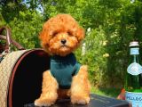 Orijinal Renk Safkan Red Brown Toy Poodle Oğlumuz Kakao