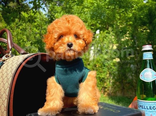 Orijinal Renk Safkan Red Brown Toy Poodle Oğlumuz Kakao görsel