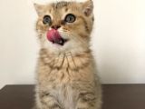 Scottish Fold Erkek Yavrumu Sahiplendiriyorum