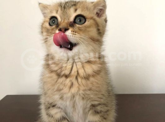 Scottish Fold Erkek Yavrumu Sahiplendiriyorum görsel