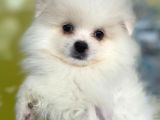 Orj. Pomeranian Boo Bebeklerimiz