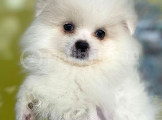 Orj. Pomeranian Boo Bebeklerimiz görsel
